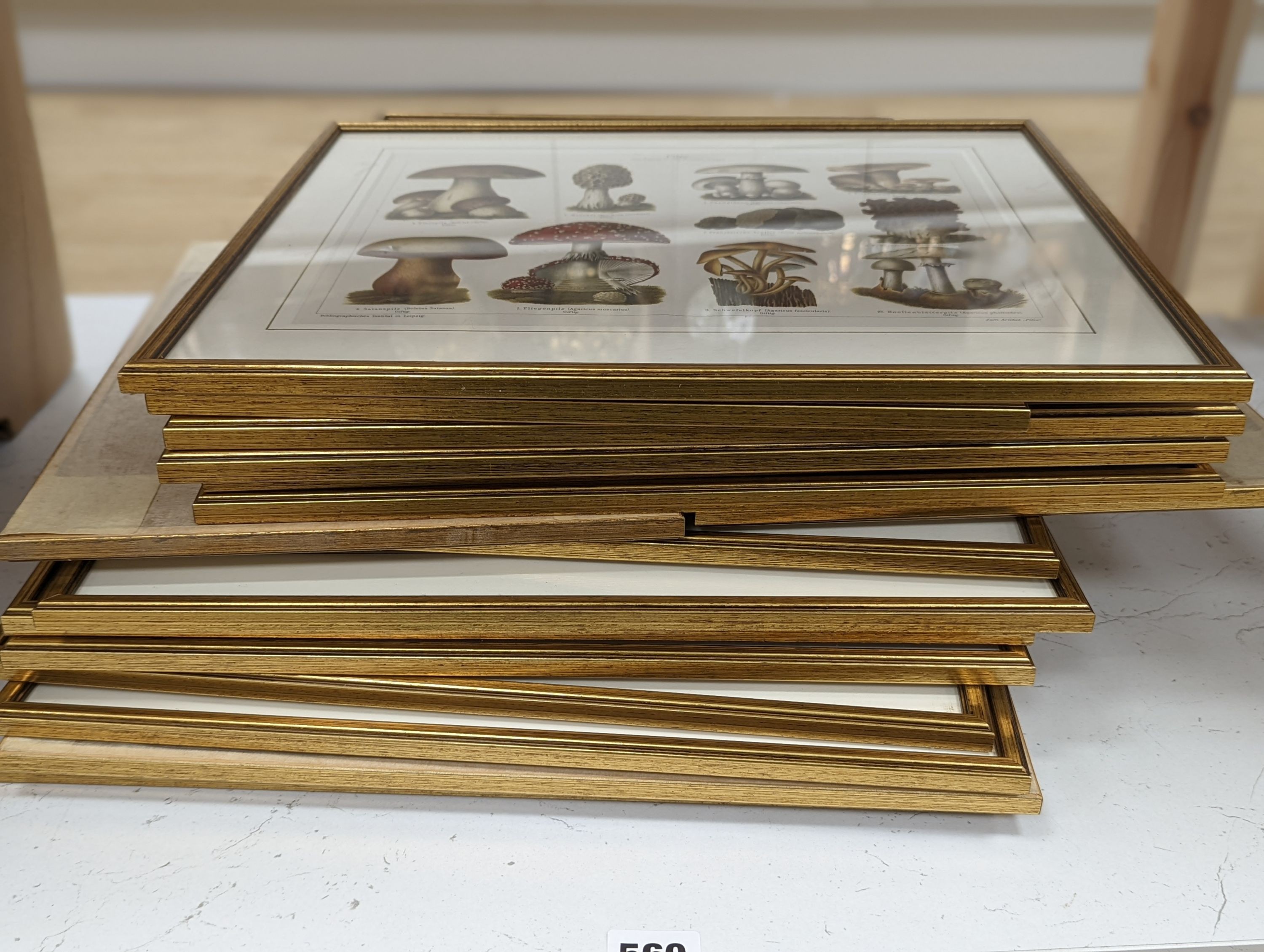 Bibliographisches Institut, Leipzig, sixteen assorted chromolithographs, Illustrations of orchids, fungi and other flora and fauna, 22 x 29cm